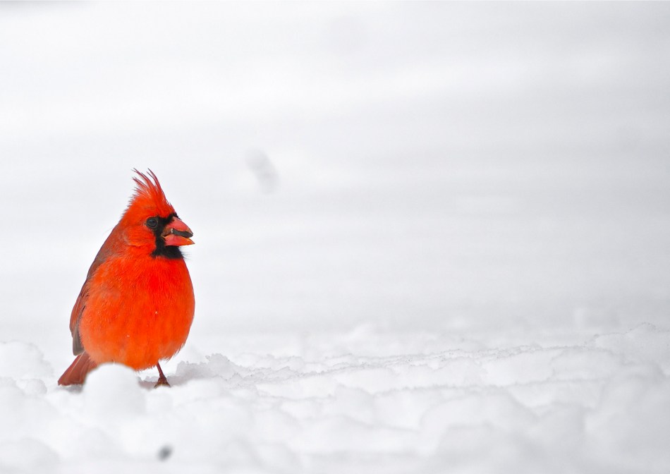 cardinal