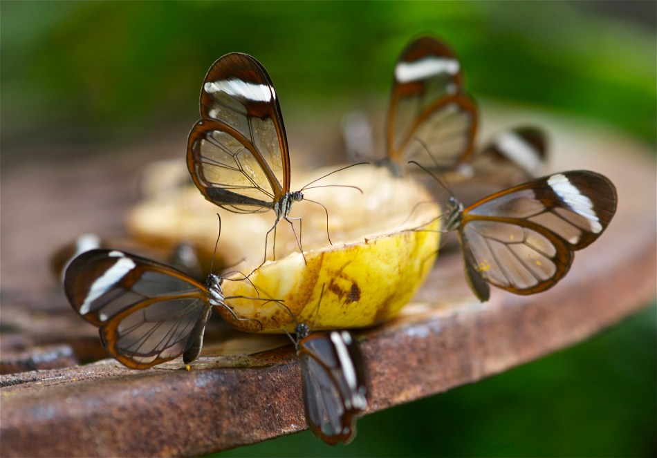 Glasswing Butterfly