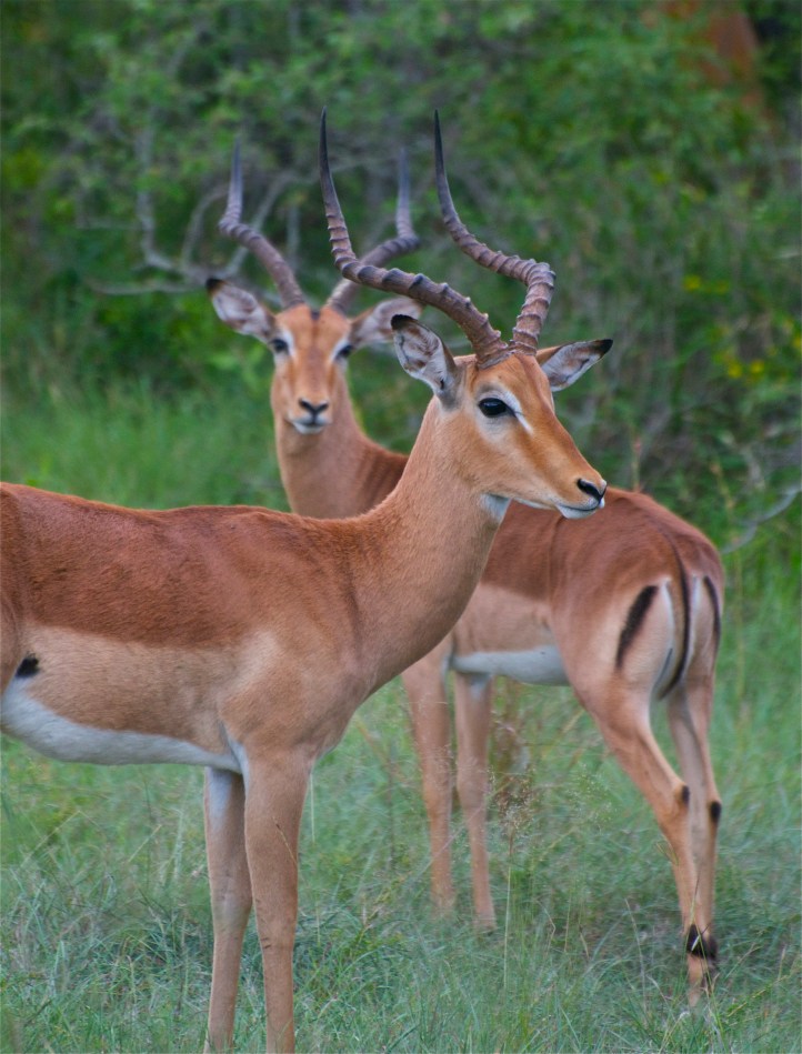 impalas