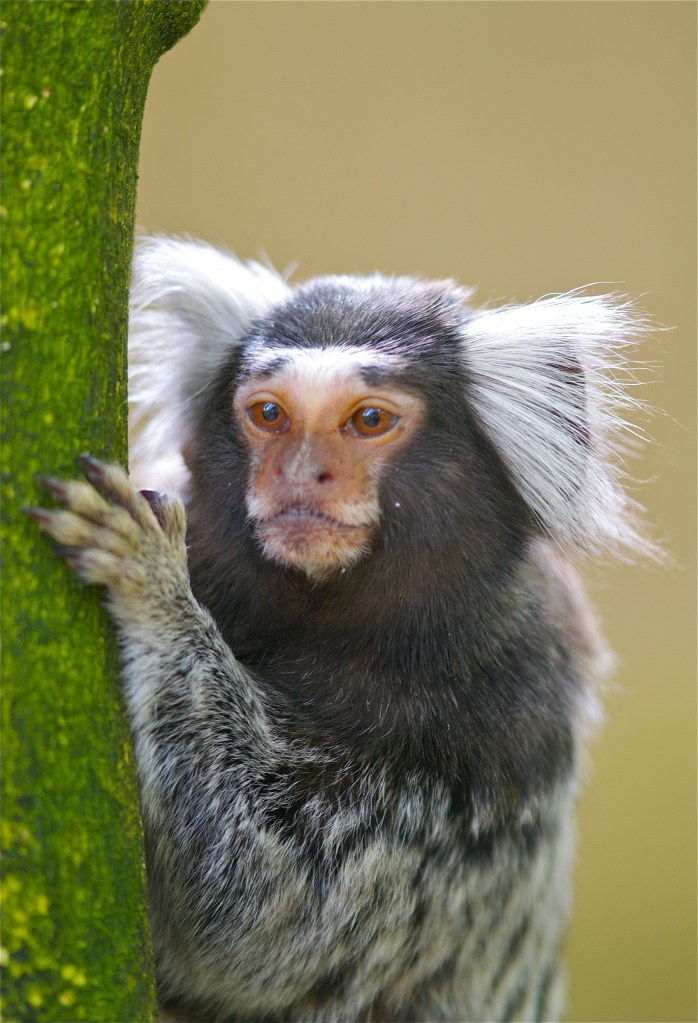 Marmoset