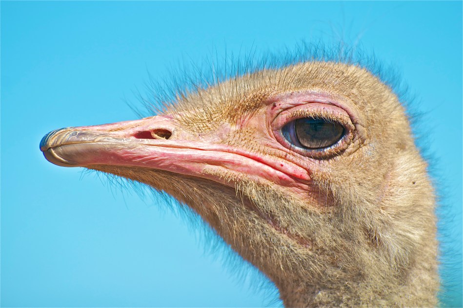 ostrich