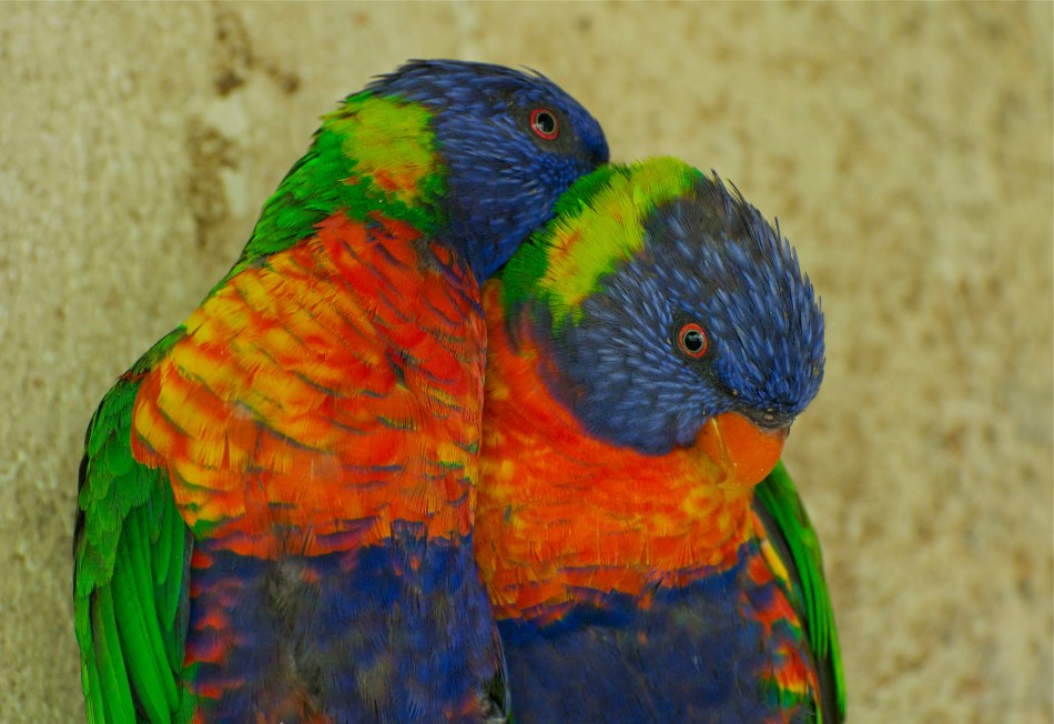Rainbow Lorikeet