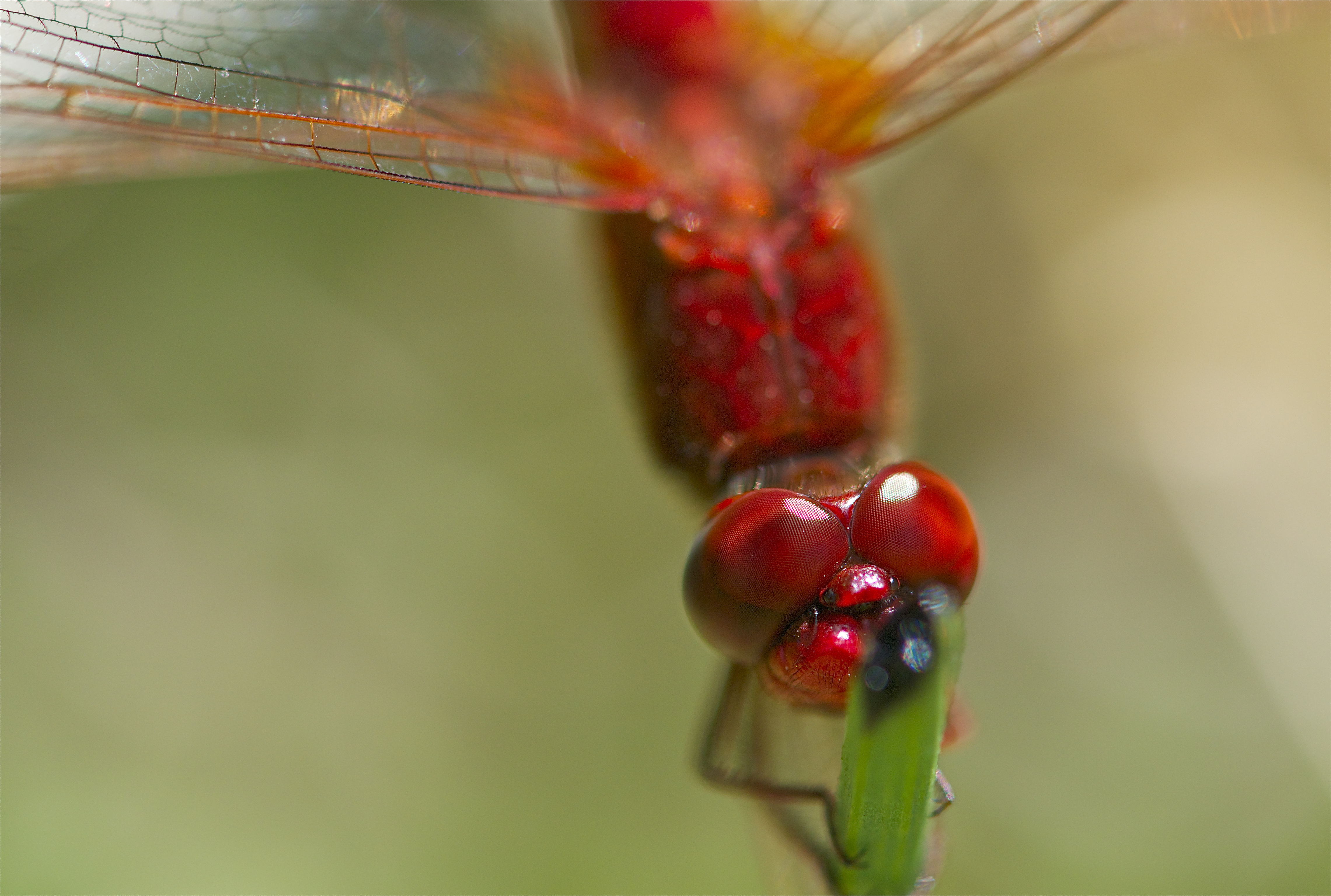 Red-veined  Dropwing
