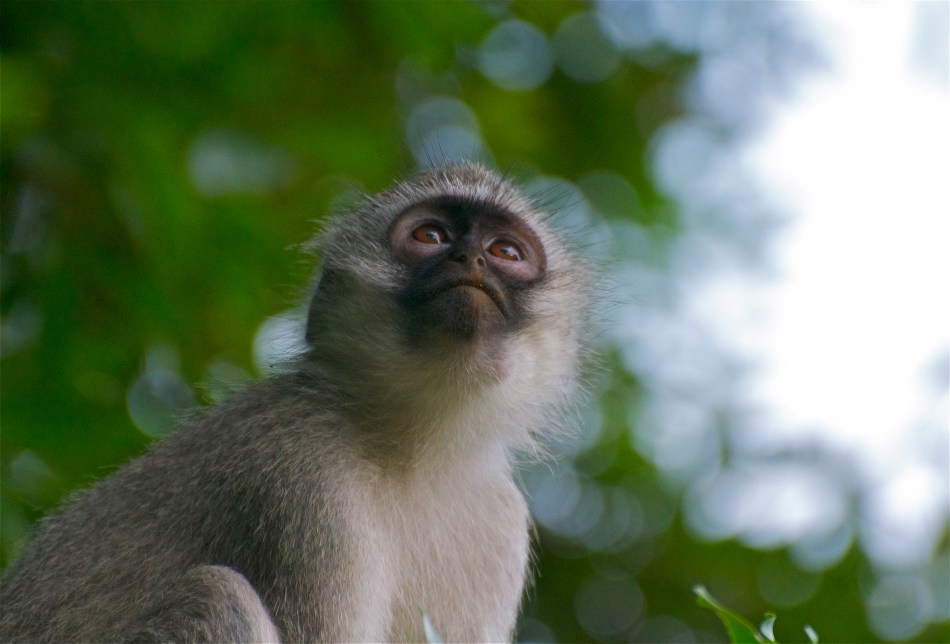 vervet monkey