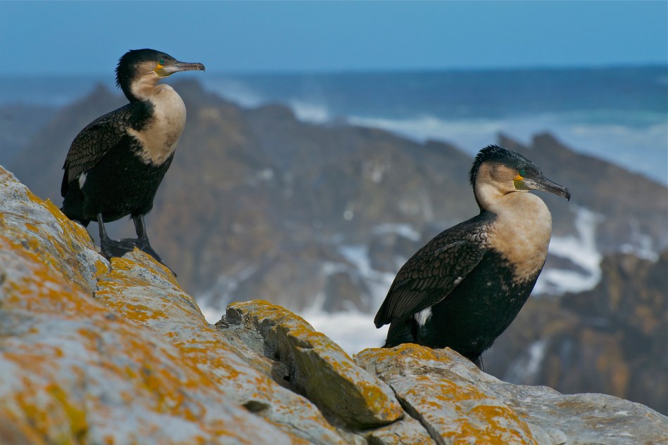 White-breasted Cormorant