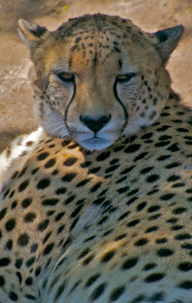 Cheetah
