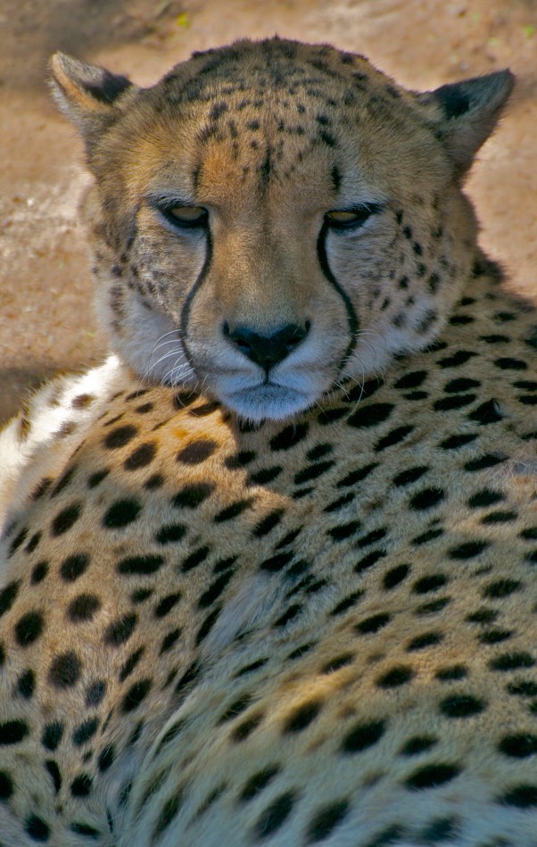 Cheetah
