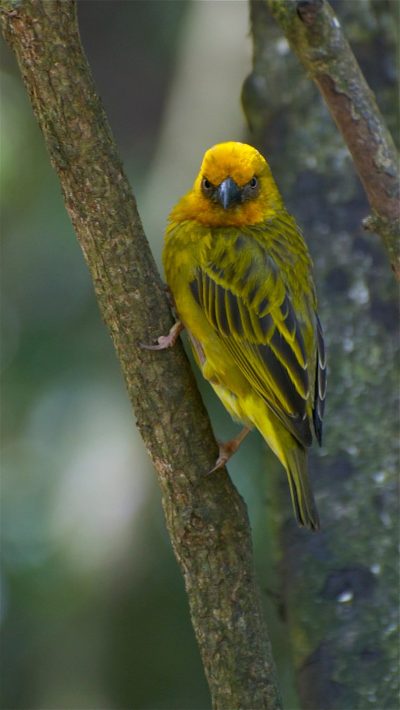 yellowbird