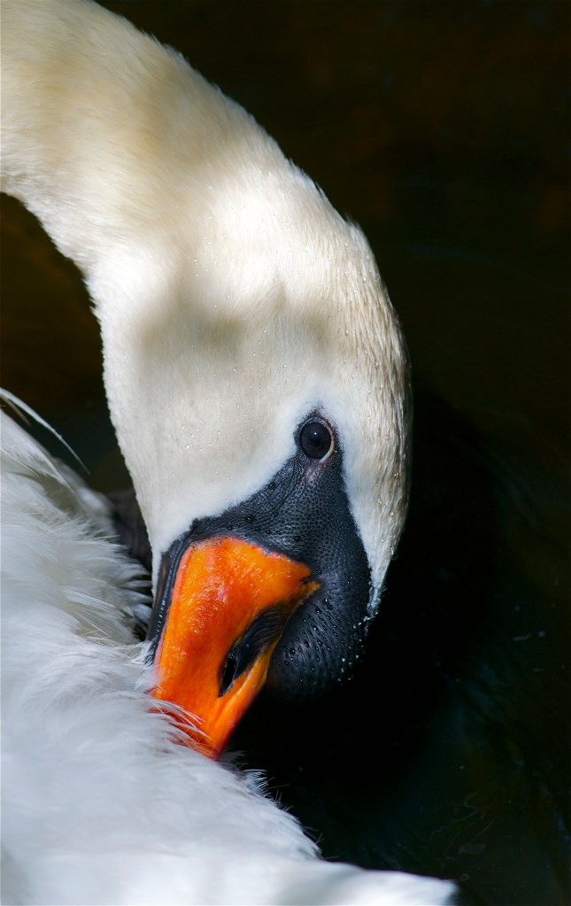 swan