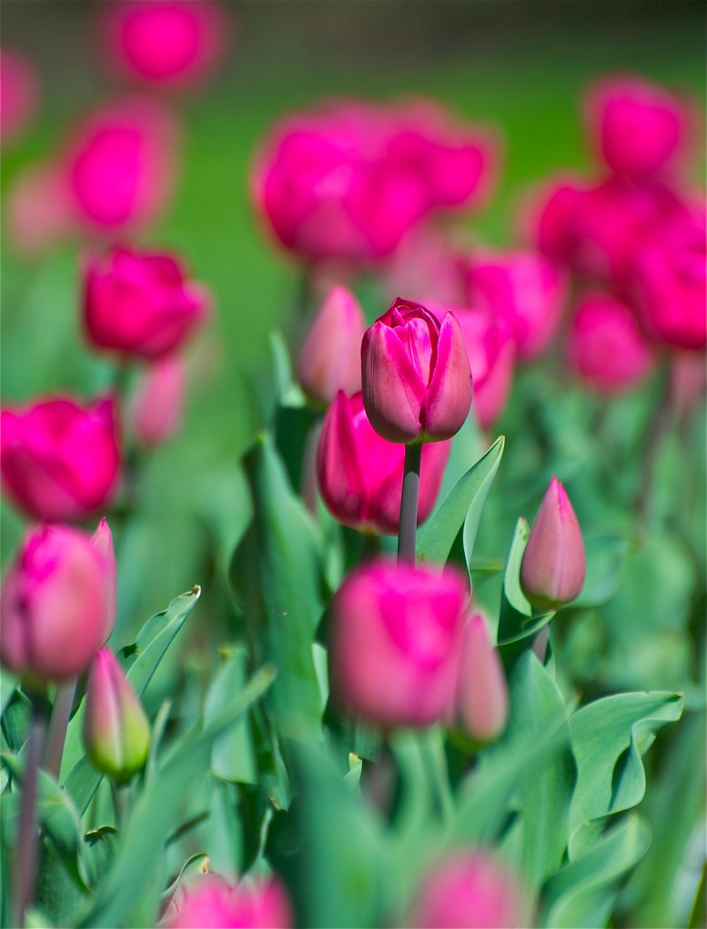 pinktulips