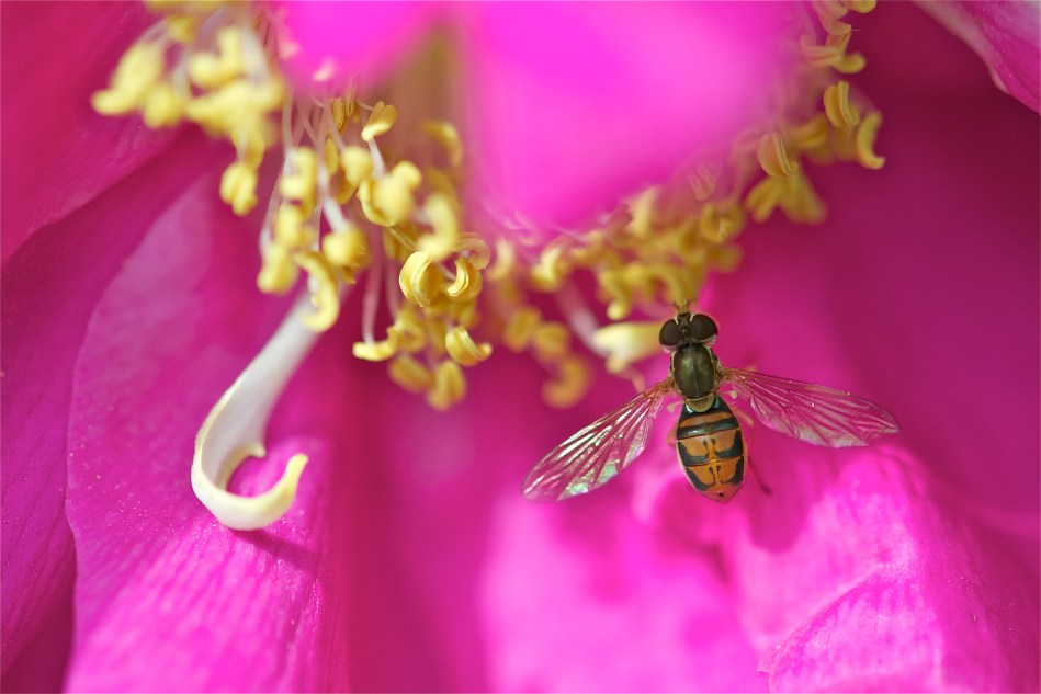 hoverfly