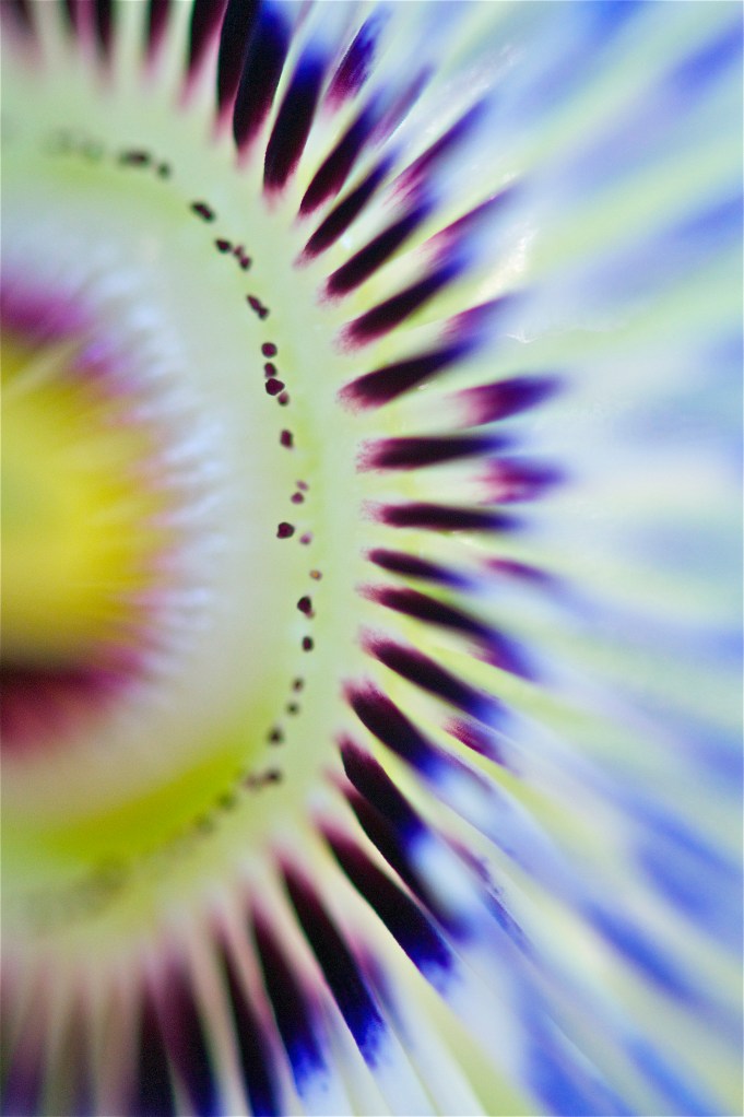 passionflower