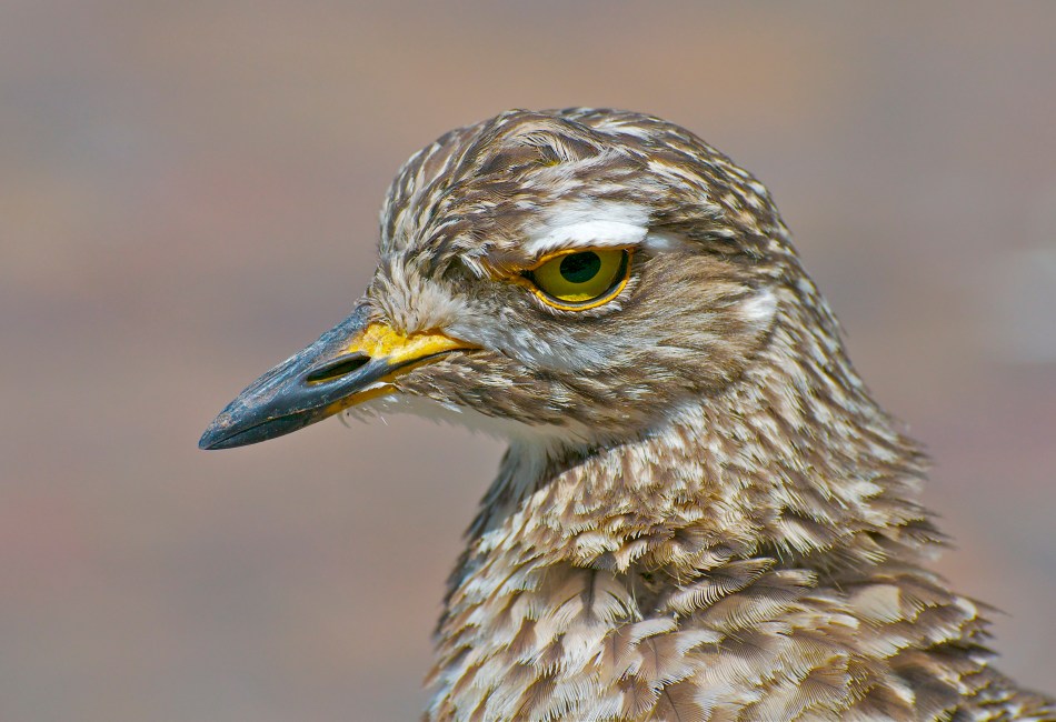 Spotted Thick-knee