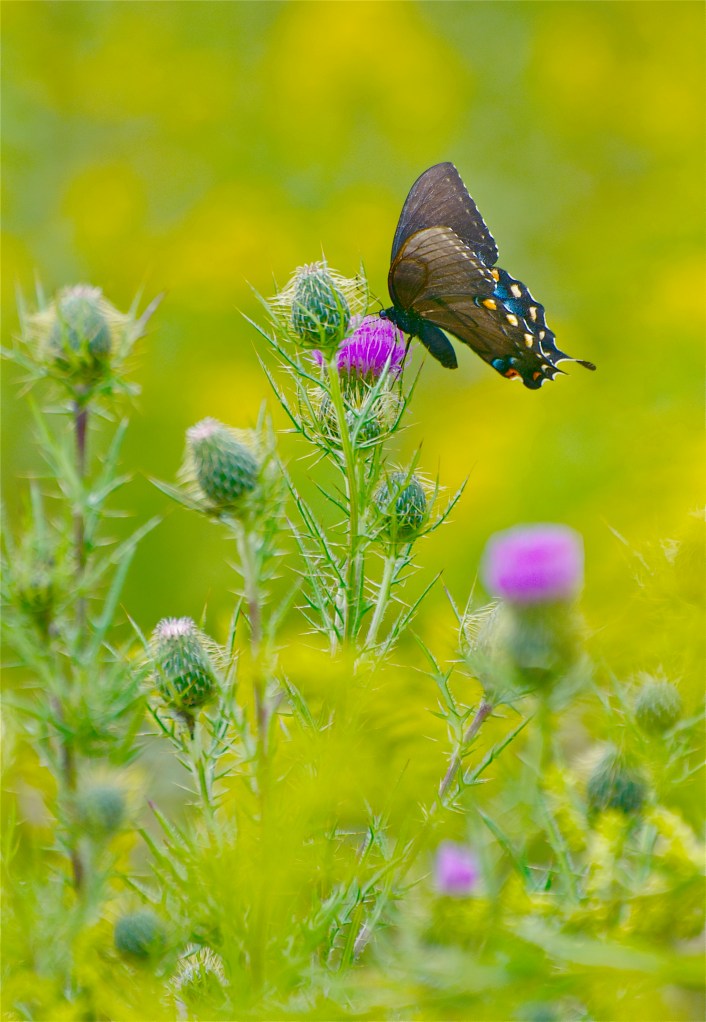 swallowtail