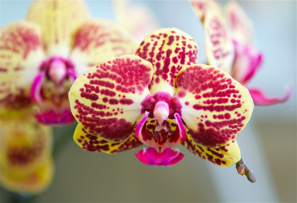 orchid