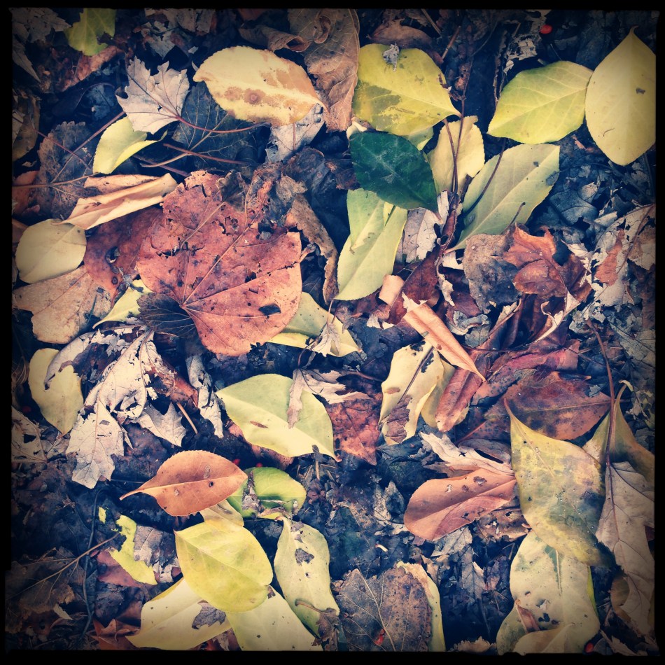fallenleaves