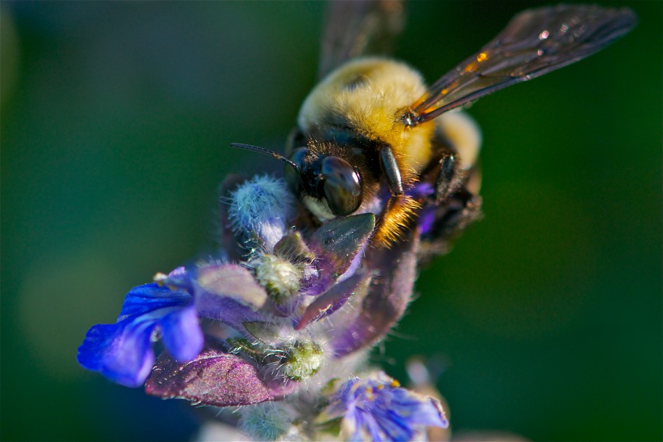 bee