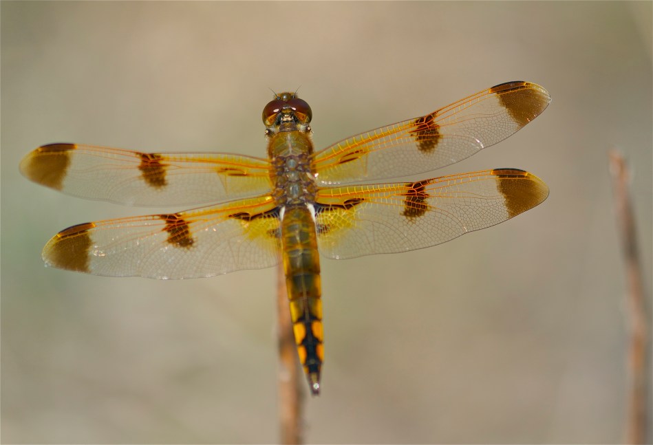 dragonfly