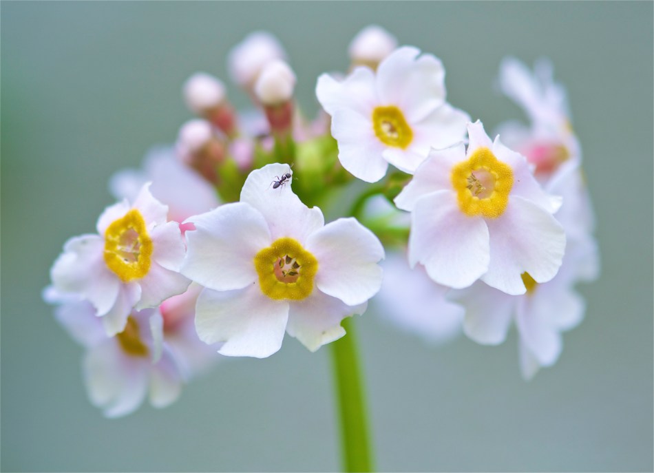 Primula japonica