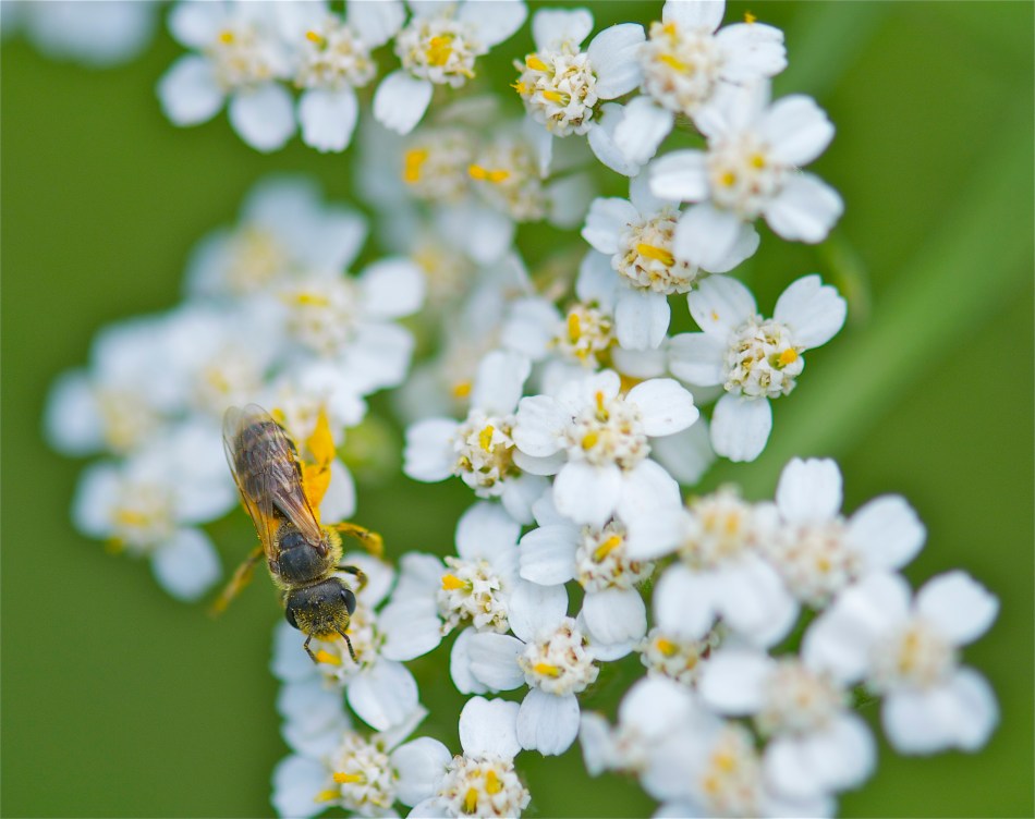 beeonyarrow