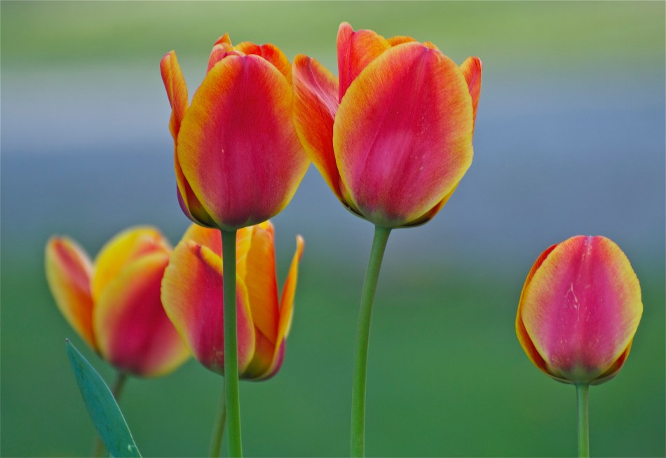 tulips