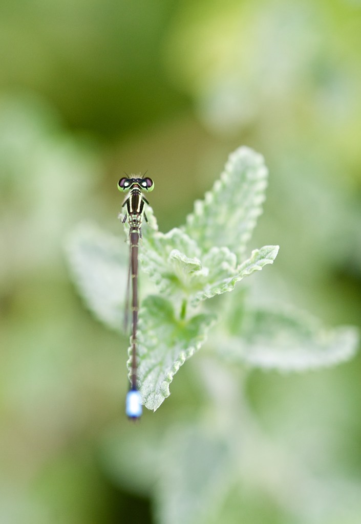 Damselfly