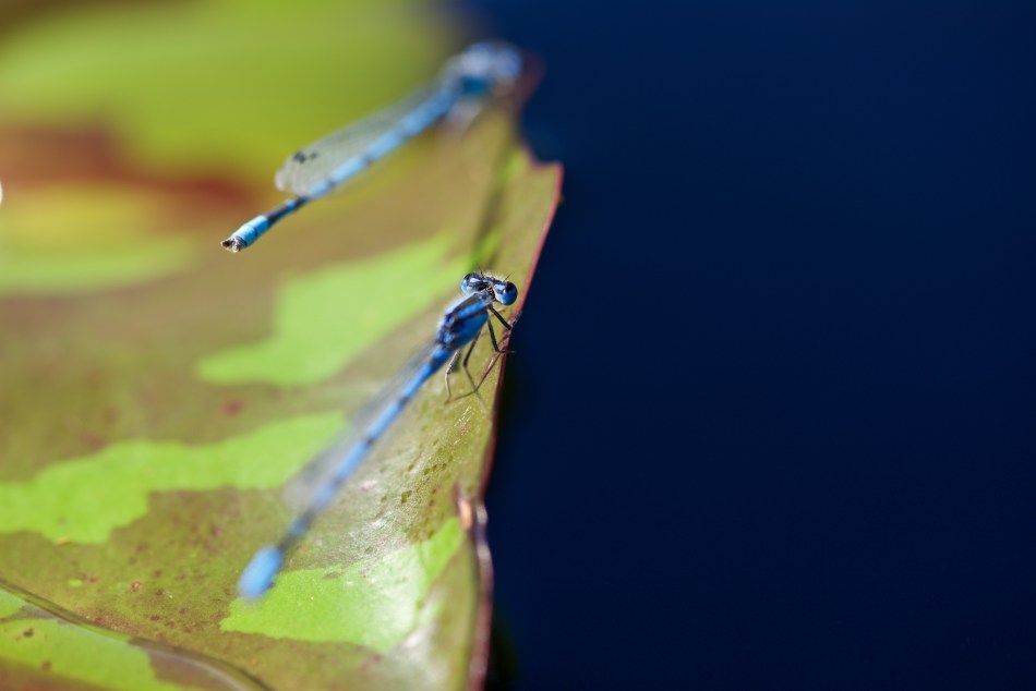 Damselflies