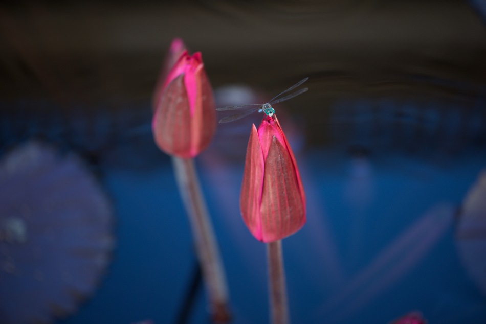 redlilies